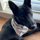 Image for article titled So, You Got a New Puppy in Quarantine—Now What?
